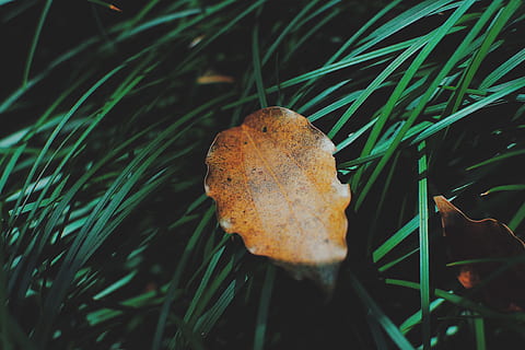 fulla seca, planta, full, arbre, menjar, pa, fong, vegetació, venes, herba, molsa, sòl, flor, arbust, amaryllidaceae, conífera, canya, gespa, bolets, agaric, creixement, primer pla, naturalesa, camp, terra, cap gent, bellesa a la natura, vegetals, dia, color verd, toadstool, enfocament selectiu, fragilitat, vulnerabilitat, a l'aire lliure, fulla d'herba, 4K, CC0, domini públic, lliure de regalies