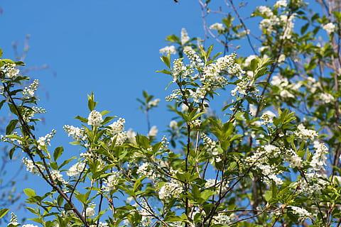 tree, , spring, blossom, blooming, natural, day, flower, flowers, seasonal, bright, bloom, springtime, gardening, season, flora, solar, garden, april, blue, growth, plant, beauty, outdoors, sky, background, fresh, branch, nature, abloom, freshness, flowering plant, food and drink, plant part, leaf, food, no people, beauty in nature, healthy eating, focus on foreground, green color, agriculture, ripe, 720P, CC0, public domain, royalty free
