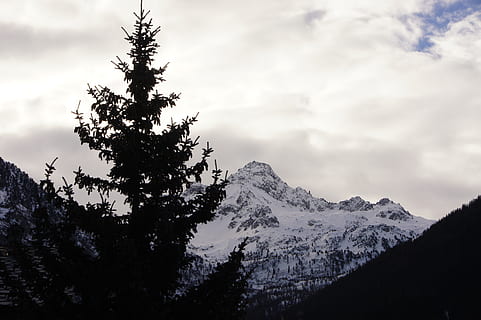 arbres i muntanya, planta, arbre, abies, avet, conífera, naturalesa, a l'aire lliure, pi, muntanya, Serra, picea, pic, silueta, làrix, neu, pendent, gel, ocell, animal, àguila, cel, bellesa a la natura, núvol - cel, escenics - natura, tranquil·litat, hivern, escena tranquil·la, temperatura de fred, muntanya nevada, cap gent, escena no urbana, dia, cim de muntanya, arbre de coníferes, 4K, CC0, domini públic, lliure de regalies