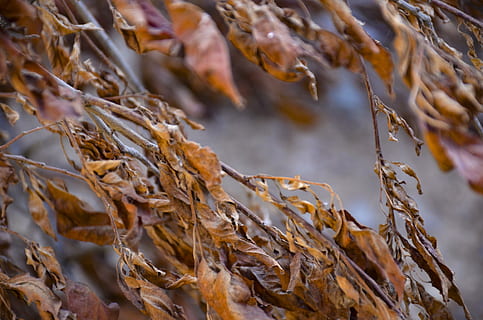foglia rossa, struttura, rosso, foglia, autunno, natura, le foglie, modello, arancia, colore, stagione, pianta, colorato, di stagione, fogliame, naturale, nessuno, giorno, avvicinamento, bellezza nella natura, asciutto, messa a fuoco selettiva, la tranquillità, raccolto, all'aperto, crescita, vulnerabilità, abbondanza, fragilità, temperatura fredda, Marrone, inverno, pianta di cereali, concentrarsi sulle conoscenze acquisite, secco, 4K, CC0, dominio pubblico, privo di copyright