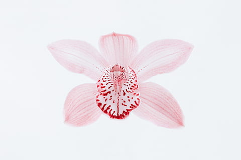 roșii petale, floare, plantă, inflori, petală, orhidee, anteră, anemonă, roz, alb, roșu, geranium, floral, unu, a închide, macro, Cymbidium, fundal alb, singur, germina, mugur, culoarea roz, studio shot, planta cu flori, prospeţime, frumusețe în natură, fragilitate, vulnerabilitate, elimina, nici o persoana, inflorescenţă, cap de floare, polen, în interior, moliciune, Focalizare moale, 5K, CC0, domeniu public, fără drepturi de autor