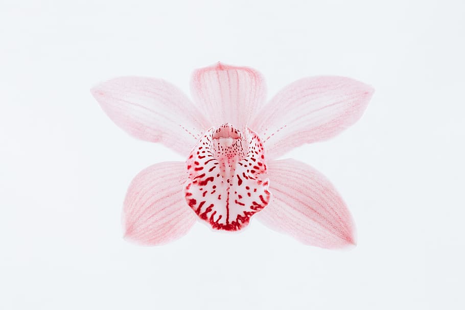 roșii petale, floare, plantă, inflori, petală, orhidee, anteră, anemonă, roz, alb, roșu, geranium, floral, unu, a închide, macro, Cymbidium, fundal alb, singur, germina, mugur, culoarea roz, studio shot, planta cu flori, prospeţime, frumusețe în natură, fragilitate, vulnerabilitate, elimina, nici o persoana, inflorescenţă, cap de floare, polen, în interior, moliciune, Focalizare moale, 5K