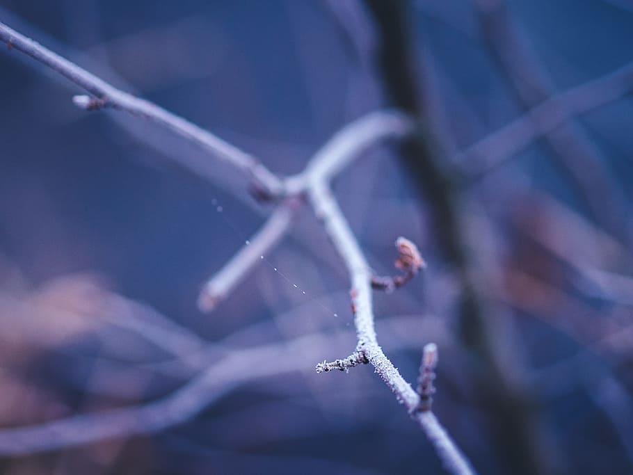 gelades, fred, hivern, arbres, branques, naturalesa, primer pla, cap gent, enfocament selectiu, centrar-se en primer pla, temperatura de fred, bellesa a la natura, dia, planta, gel, branca, neu, a l'aire lliure, tranquil·litat, congelat, defocated, 4K