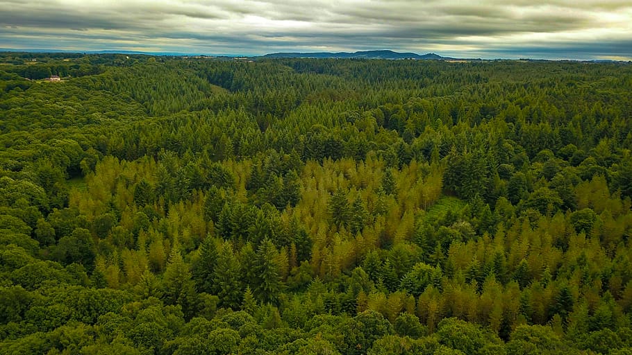 bosc, arbres, drone, mavic pro, aèria, fotografia, verd, planta, arbre, color verd, terra, escenics - natura, bellesa a la natura, pi, creixement, medi ambient, núvol - cel, cap gent, naturalesa, arbre de coníferes, paisatge, pinàcies, escena no urbana, escena tranquil·la, tranquil·litat, bosc de pi, a l'aire lliure, arbre de fulla perenne, 4K