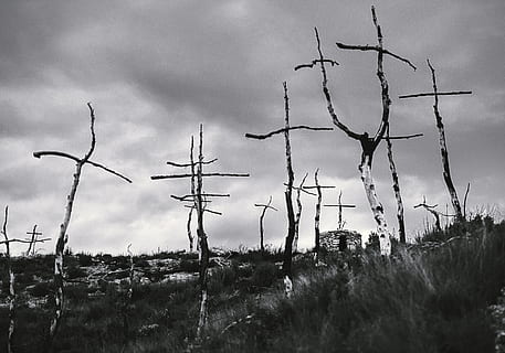 ild, træer, Skov, kryds, cruces, fuego, nikon, sort og hvid, himmel, sky - himmel, natur, plante, Mark, dag, jord, ingen mennesker, græs, sikkerhed, beskyttelse, udendørs, hegn, vækst, overskyet, miljø, ro, arkitektur, 4K, CC0, offentligt domæne, royaltyfrie