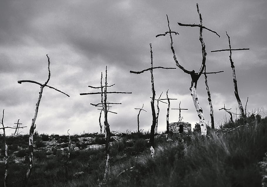 ild, træer, Skov, kryds, cruces, fuego, nikon, sort og hvid, himmel, sky - himmel, natur, plante, Mark, dag, jord, ingen mennesker, græs, sikkerhed, beskyttelse, udendørs, hegn, vækst, overskyet, miljø, ro, arkitektur, 4K