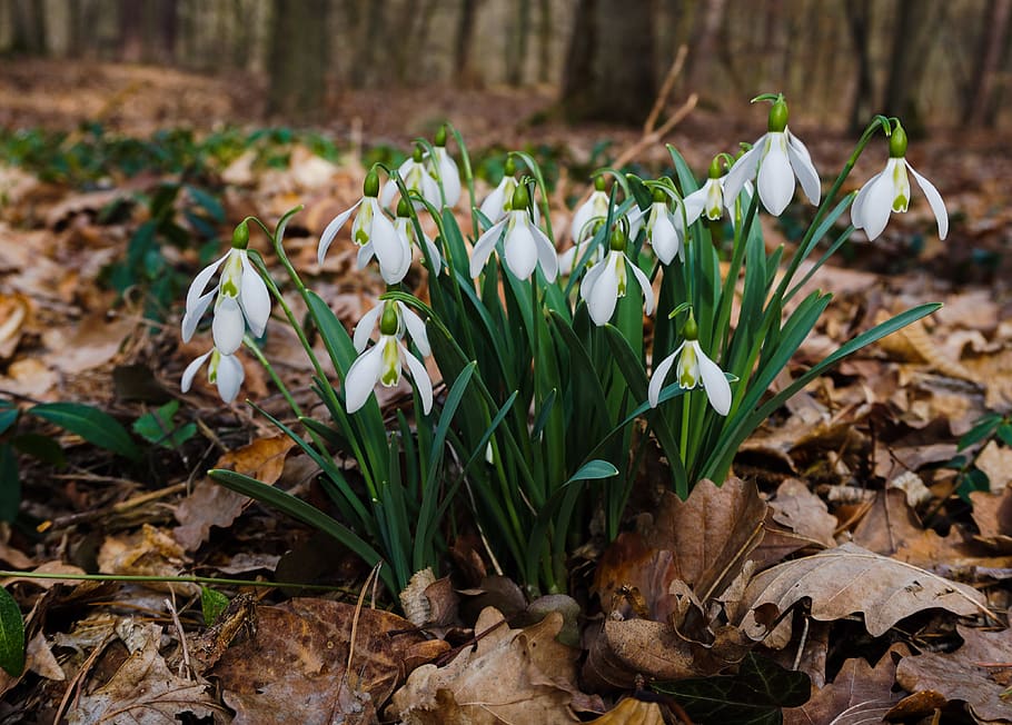 bosc, snowdrop, caminar pel bosc, primavera, naturalesa, verd, fulles, blanc, floració primerenca, caminar, al migdia, planta, flor, creixement, planta amb flors, fragilitat, terra, bellesa a la natura, vulnerabilitat, part de la planta, full, pètal, camp, frescor, primer pla, centrar-se en primer pla, Color blanc, dia, cap gent, a l'aire lliure, cap de flor, 4K