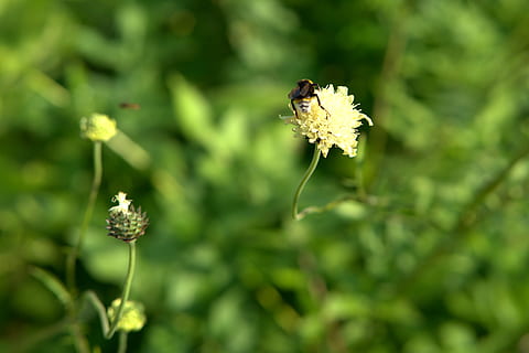 Hummel, presăra, polenizare, inflori, a inflori, floare, natură, vară, grădină, nectar, alimente, animal, a închide, insectă, plantă, aripă, planta cu flori, creştere, fragilitate, frumusețe în natură, vulnerabilitate, prospeţime, nevertebrat, petală, nici o persoana, animale în sălbăticie, animale tematice, animale sălbatice, să se concentreze asupra primelor elemente, cap de floare, în aer liber, polen, 4K, CC0, domeniu public, fără drepturi de autor