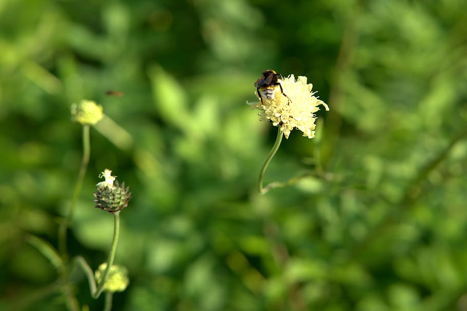Hummel, presăra, polenizare, inflori, a inflori, floare, natură, vară, grădină, nectar, alimente, animal, a închide, insectă, plantă, aripă, planta cu flori, creştere, fragilitate, frumusețe în natură, vulnerabilitate, prospeţime, nevertebrat, petală, nici o persoana, animale în sălbăticie, animale tematice, animale sălbatice, să se concentreze asupra primelor elemente, cap de floare, în aer liber, polen, 4K