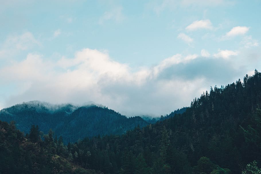 Gebirge, Weiß, Wolken, Tannen, Wald, Bäume, Baum, Himmel, wolke - himmel, Berg, Pflanze, Szenen - Natur, Schönheit in der Natur, Natur, ruhige Szene, Ruhe, Landschaft, Umgebung, keine Leute, Land, Nicht-städtische Szene, Kiefer, Tag, draußen, Nadelbaum, Kiefernwald, 1080P