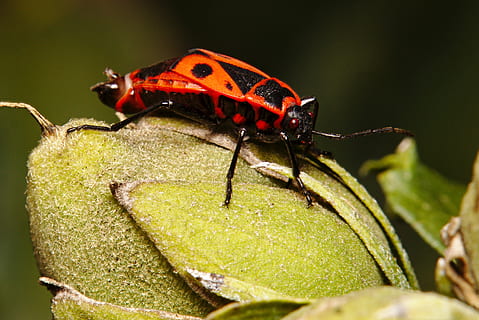 brand bug, insekt, tæt på, makro, insekt foto, have, brand bugs, dyre temaer, dyreliv, dyr i naturen, hvirvelløse, et dyr, dyr, bille, plante del, blad, grøn farve, natur, rød, ingen mennesker, dag, udendørs, selektiv fokusering, mariehøne, plante, 2K, CC0, offentligt domæne, royaltyfrie