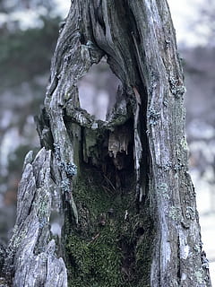 pilka žievė, augalų, medis, skylė, medžio kamienas, skärholmen, stockholm, mediena, #nature #tree, kelmas, gyvūnas, paukštis, šaknis, mirksi paukštis, nuotrauka, fotografija, šulinys, kanalizacija, nutekėjimas, eglės, abies, bagažinė, sutelkti dėmesį į naujas žinias, dieną, pobūdį, nėra žmonių, tekstūruotas, Iš arti, žemės, lauke, šiurkštus, augimą, žievė, ramybė, mediena - medžiaga, modelį, miškas, nuskendo, negyvas augalas, 4K, CC0, Viešasis domenas, nemokamai