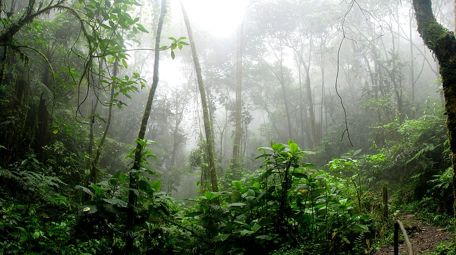 selva tropical, boira, dia, amazon, branques, alba, medi ambient, falguera, flora, bosc, verd, creixement, jungla, paisatge, exuberant, naturalesa, parc, pluja, estiu, arbre, arbres, fusta, boscos, planta, terra, bellesa a la natura, tranquil·litat, escena tranquil·la, color verd, escenics - natura, tronc, escena no urbana, tronc de l'arbre, cap gent, a l'aire lliure, streaming, nebulós, 4K