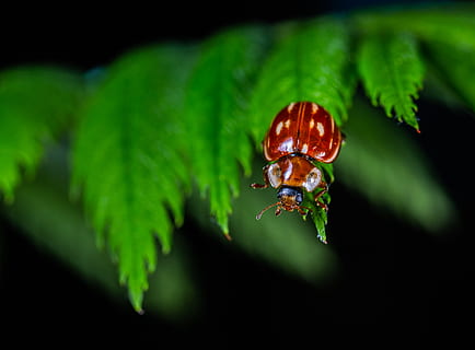 red beetle, beetle, bug, insect, ladybug, little, macro, close-up, green color, animal themes, invertebrate, animal wildlife, animal, animals in the wild, plant, leaf, no people, one animal, plant part, nature, selective focus, growth, day, outdoors, focus on foreground, beauty in nature, black background, 5K, CC0, public domain, royalty free