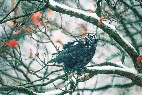 Krähe, Schnee, Wind, kalt, Baum, Knospen, eisig, Winter, kalte Temperatur, Ast, Pflanze, Wirbeltier, Tiere in freier Wildbahn, Tierthemen, ein Tier, Tierwelt, Vogel, hocken, Natur, Tier, keine Leute, Tag, Schönheit in der Natur, Fokus auf den Vordergrund, draußen, schneit, Schneesturm, Nadelbaum, 5K, CC0, gemeinfrei, lizenzfrei