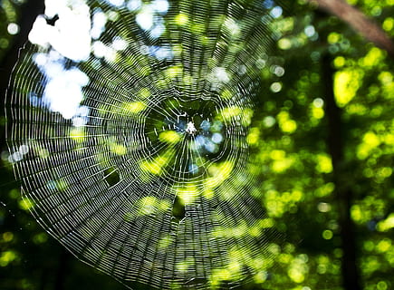 web, spider, nature, pattern, design, spider web, plant, close-up, fragility, tree, beauty in nature, day, no people, focus on foreground, vulnerability, natural pattern, outdoors, animal themes, animal, green color, arachnid, one animal, 2K, CC0, public domain, royalty free