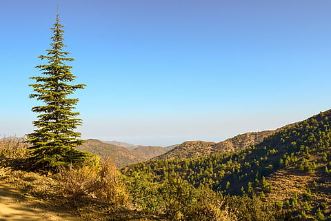 Tanne, Baum, Natur, Wald, Landschaft, Wildnis, troodos, Zypern, Pflanze, Schönheit in der Natur, Ruhe, Szenen - Natur, ruhige Szene, Wachstum, Himmel, Nicht-städtische Szene, Berg, keine Leute, Umgebung, Land, Sonnenlicht, idyllisch, Blau, Tag, Fernbedienung, draußen, Nadelbaum, Kiefer, 5K, CC0, gemeinfrei, lizenzfrei