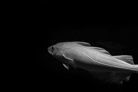 pesce bianco, animale, merluzzo, acqua, acquatico, pesce, natura, bw, vita marina, pesce triglia, coho, carpa, pertica, storione, luccio, silhouette, Anguilla, fiore, amarillide, fiorire, temi animali, un animale, animali allo stato selvatico, fauna selvatica, sfondo nero, avvicinamento, copia spazio, vertebrato, in casa, nessuno, nuoto, girato in studio, mare, animali in cattività, subacqueo, marino, 5K, CC0, dominio pubblico, privo di copyright