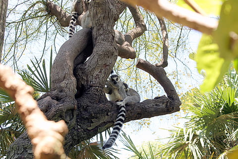several, lemurs, tree, nature, plant, animal, animal themes, animal wildlife, branch, mammal, animals in the wild, one animal, vertebrate, no people, low angle view, day, koala, climbing, outdoors, tree trunk, 4K, CC0, public domain, royalty free