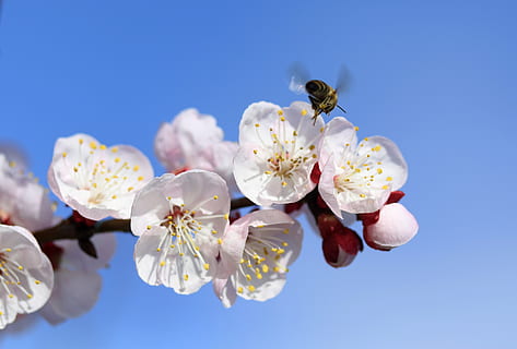 abella, flors, blanc, primavera, arbre, casey, naturalesa, subministraments, bonic, color, botànic, florir, flor, planta amb flors, planta, bellesa a la natura, frescor, fragilitat, vulnerabilitat, pètal, blau, cel, primer pla, Color blanc, creixement, cel clar, cap de flor, inflorescència, cap gent, a l'aire lliure, flor de cirerer, pol·len, fons blau, cirerer, puresa, 4K, CC0, domini públic, lliure de regalies