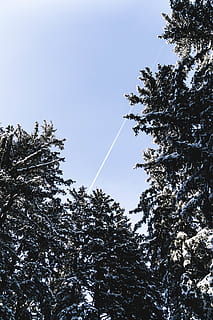 grüne Kiefern, Baum, Pflanze, abies, Tanne, Nadelbaum, Kiefer, Fichte, Natur, Schnee, Weiß, schwarz, hellblau, Töne, Schweiz, schweizerisch, Bäume, Landschaft, Kiefern, hd, Tapete, Flachwinkelansicht, Himmel, Wachstum, Schönheit in der Natur, Ruhe, Tag, keine Leute, Winter, kalte Temperatur, draußen, Szenen - Natur, wolke - himmel, ruhige Szene, Ast, Kondensstreifen, 5K, CC0, gemeinfrei, lizenzfrei