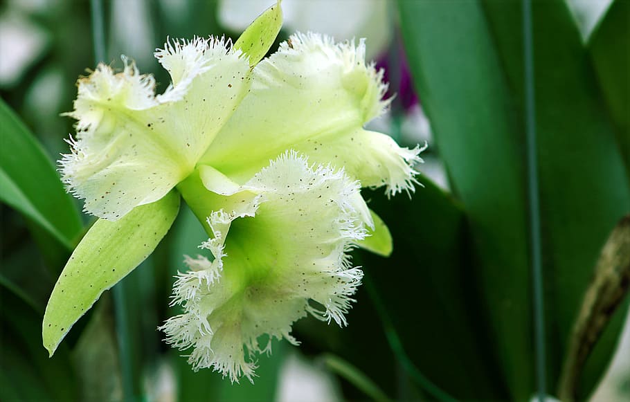 zavřít, fotografování, zelená, orchidej květina, rozmazat, Jasný, delikátní, životní prostředí, flóra, květ, zahrada, růst, lusk, list, Příroda, venku, čistota, letní, tropický, divoký, rostlina, krása v přírodě, detail, kvetoucí rostlina, zelená barva, svěžest, křehkost, zranitelnost, zaměřit se na popředí, rostlinné části, květu hlavy, nikdo, květenství, okvětní lístek, pokles, voda, jaro, pyl, 2K