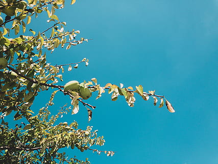 tree, fruit, sky, leaf, nature, leaves, tress, green, blue, plant, low angle view, branch, growth, beauty in nature, clear sky, day, flower, no people, flowering plant, outdoors, freshness, springtime, fragility, sunlight, vulnerability, cherry blossom, cherry tree, 4K, CC0, public domain, royalty free