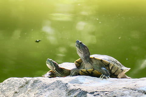 tortue, animal de compagnie, lent, coquille dure, thèmes animaux, animal, la faune des animaux, animaux à l'état sauvage, reptile, vertébré, un animal, eau, Roche, solide, rock - objet, la nature, journée, personne, se concentrer sur le premier plan, Lac, en plein air, lumière du soleil, écaille de tortue, iguane, Marin, 5K, CC0, domaine public, libre de droits
