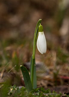 blomst, Snowdrop, skog, vår, flora, natur, anlegg, vekst, sårbarhet, skjørhet, blomstrende plante, friskhet, skjønnhet i naturen, nærbilde, petal, land, inflorescence, felt, blomsterhodet, fokusere på forgrunnen, hvit farge, dag, grønn farge, ingen folk, utendørs, 4K, CC0, offentlig domene, opphavsrett gratis