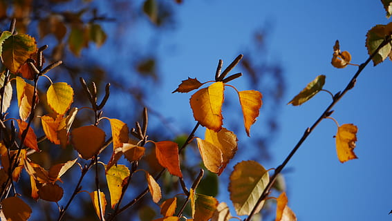 naturalesa, full, fulles, arbre, arbres, fons de pantalla, tardor, fons de pantalla hd, cel, branca, taronja, vermell, planta, creixement, vista d’angle baix, part de la planta, cap gent, bellesa a la natura, primer pla, blau, centrar-se en primer pla, dia, groc, fruita, frescor, menjar, a l'aire lliure, canvi, madur, 2K, CC0, domini públic, lliure de regalies