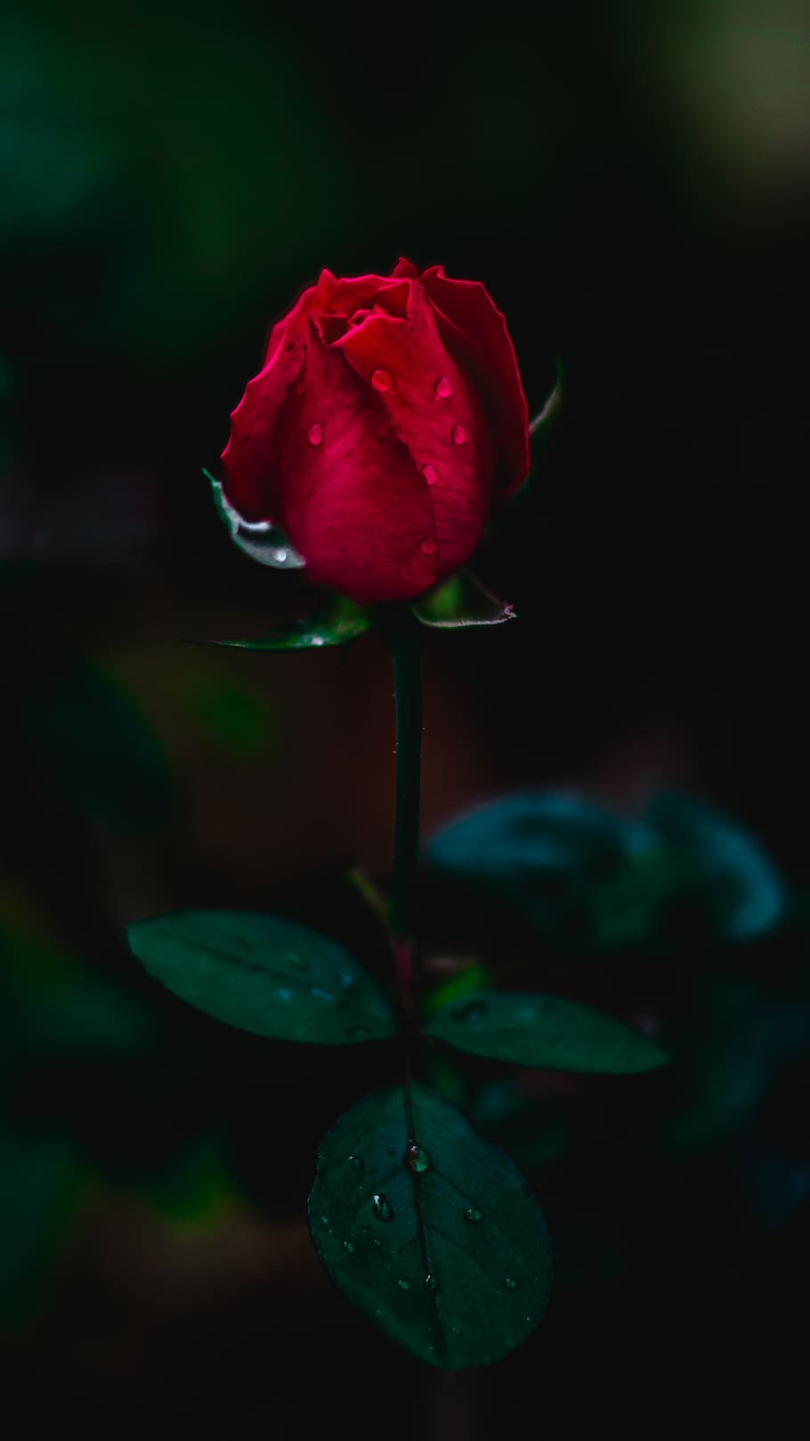 rosa rossa, rosa, pianta, fiorire, fiore, flora, rosso, pesce, animale, germoglio, Acanthaceae, geranio, petalo, verde, peonia, anemone, giglio di stagno, giglio, cardo, vene, bellezza nella natura, freschezza, pianta fiorita, vulnerabilità, avvicinamento, foglia, parte vegetale, fragilità, natura, crescita, stelo vegetale, testa di fiore, infiorescenza, nessuno, all'aperto, 5K