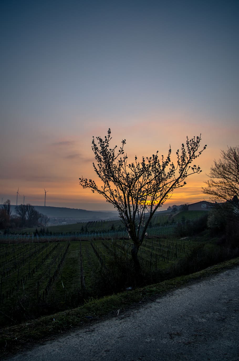 Alemanya, molsheim, núvols, cel, blau, pentax, turons, molins de vent, naturalesa, posta de sol, vinyes, arbre, flor, ametlla, primavera, vespre, paisatge, bellesa a la natura, planta, escena tranquil·la, medi ambient, escenics - natura, tranquil·litat, cap gent, camp, creixement, terra, escena no urbana, carretera, núvol - cel, idíl·lic, color taronja, a l'aire lliure, 4K