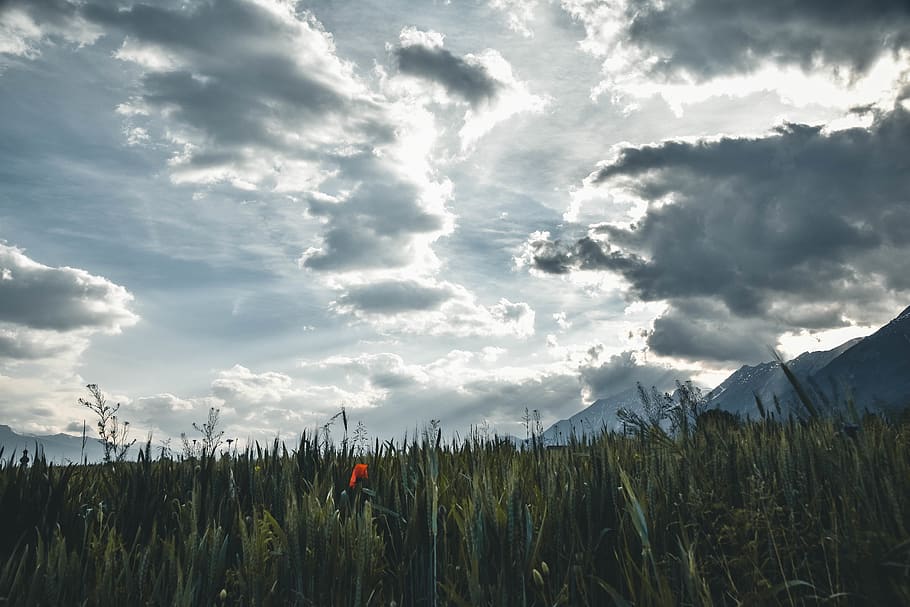 fotografia de paisatge, pampa d'herba, fons, imatge de fons, núvol, ennuvolat, cel ennuvolat, cultiu, terres de cultiu, cel fosc, alba, la llum del dia, granja, camp, camp de gespa, pastures, verd, fons de pantalla hd, paisatge, llum, naturalesa de la mare, muntanya, sol, posta de sol, fons de pantalla, núvol - cel, cel, bellesa a la natura, planta, escenics - natura, creixement, terra, naturalesa, dia, medi ambient, tranquil·litat, cap gent, escena tranquil·la, escena no urbana, a l'aire lliure, idíl·lic, escena rural, plantació, 5K
