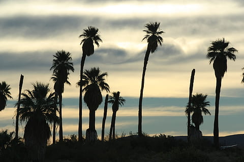 tramonto, vigilia, sera, albero, Data, natura, cielo, pianta, Palma, clima tropicale, bellezza nella natura, nuvola - cielo, scenics - natura, silhouette, crescita, scena tranquilla, nessuno, la tranquillità, terra, palma da cocco, spiaggia, acqua, mare, all'aperto, albero tropicale, 1080P, CC0, dominio pubblico, privo di copyright