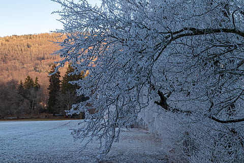 madur, fred, contrast, llum, hivern, gelades, paisatge, congelat, gelada, sol, gelat, arbre, planta, bellesa a la natura, tranquil·litat, cap gent, naturalesa, escena tranquil·la, terra, escenics - natura, creixement, escena no urbana, temperatura de fred, dia, cel, branca, aigua, neu, a l'aire lliure, 4K, CC0, domini públic, lliure de regalies