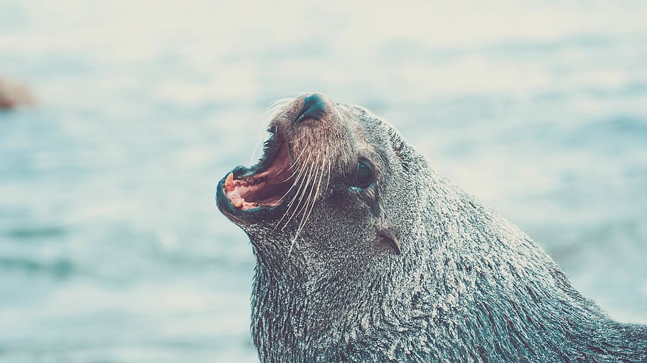 animals, animal, temes d'animals, un animal, fauna animal, animals a la natura, mamífer, centrar-se en primer pla, mar, aigua, boca, boca oberta, primer pla, vertebrats, cap gent, part del cos dels animals, naturalesa, dia, mamífer aquàtic, cap d’animals, sota l'aigua, a l'aire lliure, segell - animal, marí, boca d’animals, bigotis, vista del perfil, 4K