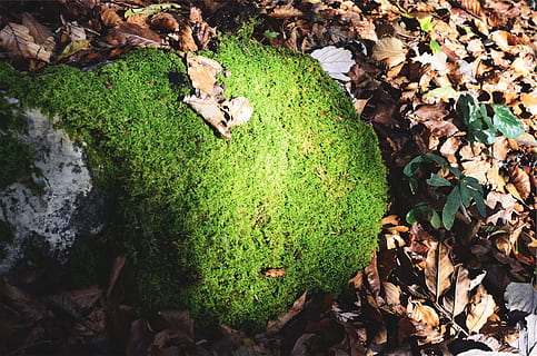mos, blade, blad, plante del, grøn farve, plante, natur, dag, vækst, ingen mennesker, jord, høj vinkel visning, Mark, klippe, solid, udendørs, efterår, lave om, skønhed i naturen, rock-objekt, tør, 1080P, CC0, offentligt domæne, royaltyfrie