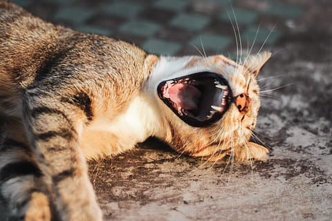 katt, liggende, grå, flate, bedårende, dyr, søt, husdyr, feline, kattunge, pus, pattedyr, kjæledyr, dyre temaer, ett dyr, munnen åpen, munn, dyr kroppsdel, virveldyr, innenlands, nærbilde, huskatt, ingen folk, ansiktsuttrykk, selektiv fokusering, værhår, gjesping, dyr hode, dyr tenner, dyr tunge, aggresjon, dyr munn, 5K, CC0, offentlig domene, opphavsrett gratis