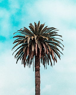 arbre amb fulles verdes, cel, vista d’angle baix, naturalesa, Palmera, clima tropical, dia, cap gent, tronc de l'arbre, tronc, planta, arbre, creixement, a l'aire lliure, núvol - cel, alta - alta, bellesa a la natura, fulla de palma, arbre únic, tranquil·litat, blau, arbre tropical, palmera de coco, 4K, CC0, domini públic, lliure de regalies