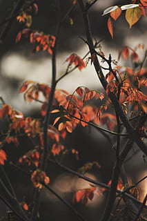 bruine bladboom, herfst, deel van de plant, blad, fabriek, Oranje kleur, schoonheid in de natuur, groei, geen mensen, selectieve aandacht, natuur, verandering, detailopname, boom, focus op de voorgrond, buitenshuis, dag, tak, kalmte, plant stengel, rood, esdoorn blad, bladeren, herfstcollectie, vallen, 5K, CC0, publiek domein, royaltyvrij