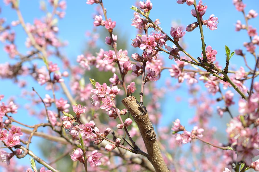 primavera, rosa, flor, arbre, peix, horta, planta amb flors, planta, creixement, color rosa, animal, un animal, bellesa a la natura, fragilitat, branca, temes d'animals, fauna animal, frescor, animals a la natura, vulnerabilitat, naturalesa, primer pla, flor de cirerer, cap gent, a l'aire lliure, cirerer, cap de flor, 5K