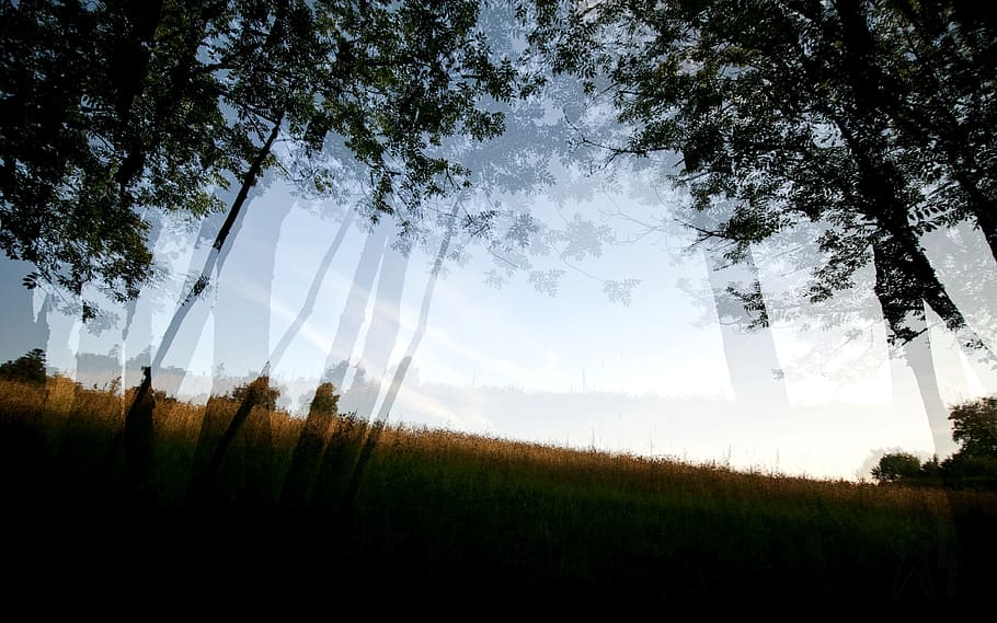 doppia esposizione, albero, alberi, foresta, movimento, cielo, sfocatura movimento, Esplorare, esposizione, sognare, slittamento, gra, natura, paesaggio, all'aperto, luce del sole, sole, Paesaggi, tramonto, estate, scena rurale, bellezza nella natura, mattina, colore verde, raggio di sole, erba, bosco, silhouette, alba - alba, stagione, scena tranquilla, scena non urbana, alba, ambiente, pianta, ramo, blu, nessuno, sfondi, luce - fenomeno naturale, foglia, retroilluminato, prato, nebbia, crepuscolo, giorno, primavera, 4K