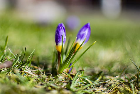 spring, blue sky, easter, nature, field, white, happiness, outdoor, crocuses, flowers, plant, flowering plant, flower, crocus, iris, growth, fragility, vulnerability, freshness, beauty in nature, purple, close-up, petal, grass, selective focus, green color, land, no people, flower head, outdoors, springtime, 4K, CC0, public domain, royalty free