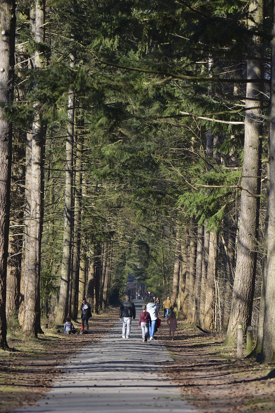 alberi, percorso a piedi, natura, albero, paesaggio, escursioni a piedi, parco, pianta, gruppo di persone, uomini, attività di svago, a piedi, persone reali, donne, stili di vita, foresta, la strada davanti, direzione, giorno, crescita, retrovisore, sentiero, adulto, terra, tronco, all'aperto, bosco, 5K