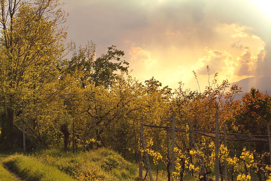 alberi, piante di vite, nuvole, nuvoloso, piante, albero, pianta, bellezza nella natura, cielo, la tranquillità, autunno, scena tranquilla, crescita, nuvola - cielo, scenics - natura, modificare, natura, nessuno, colore arancione, scena non urbana, terra, idilliaco, tramonto, giorno, all'aperto, 5K