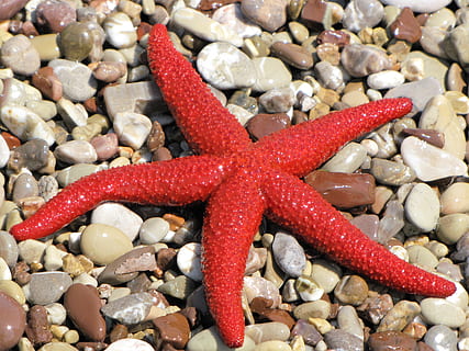 estrella de mar, sòlid, rock, pedra - objecte, pedra, animals a la natura, fauna animal, un animal, platja, naturalesa, animal, forma d'estrella, terra, temes d'animals, vermell, forma, còdols, la vida marina, marí, aigua, cap gent, 2K, CC0, domini públic, lliure de regalies