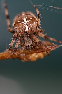 aranya, aràcnids, artròpode, un animal, primer pla, animals a la natura, invertebrat, fauna animal, animal, insecte, temes d'animals, enfocament selectiu, saltar aranya, zoologia, cap gent, naturalesa, dia, macro, a l'aire lliure, marró, ull d’animals, 2K, CC0, domini públic, lliure de regalies
