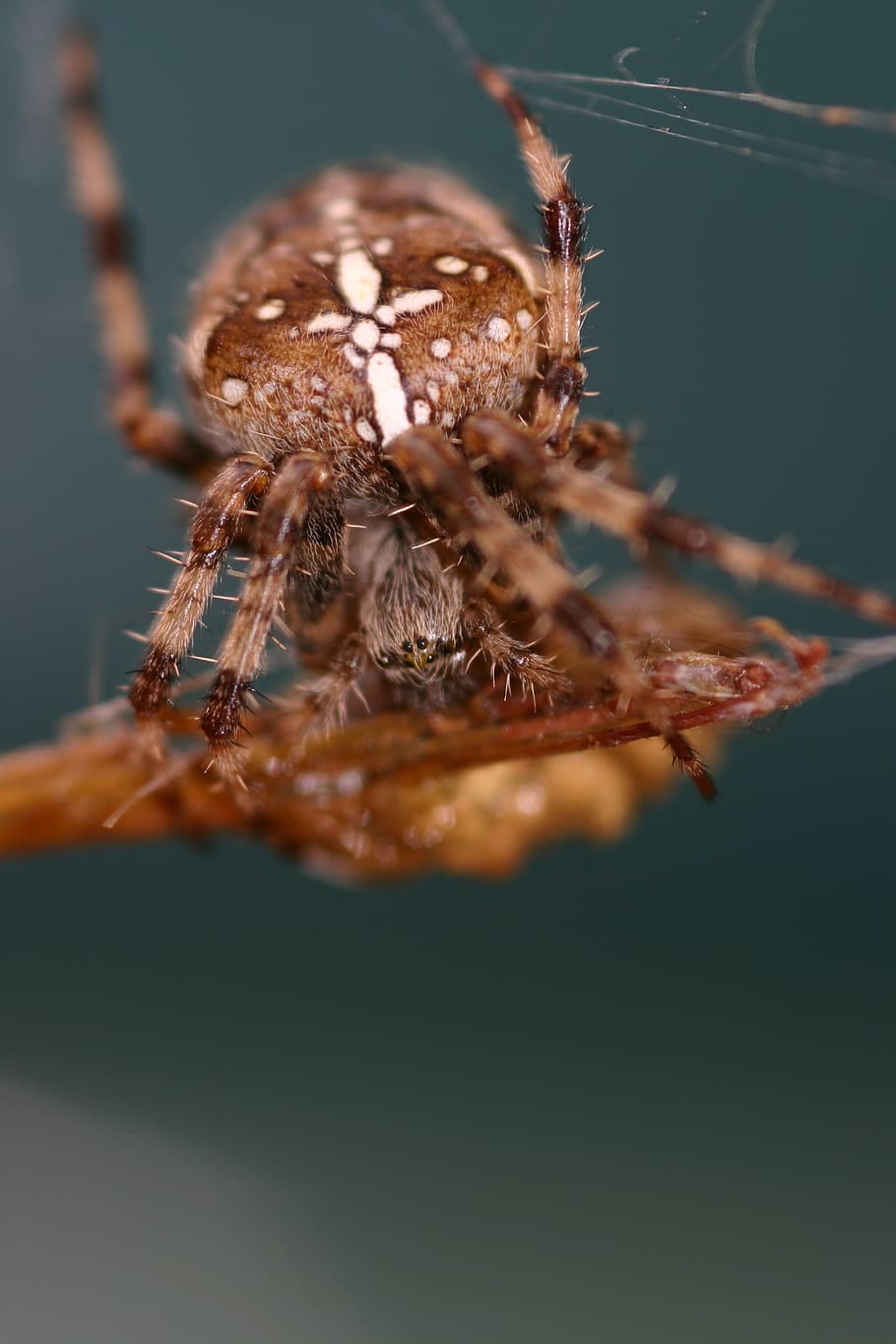 aranya, aràcnids, artròpode, un animal, primer pla, animals a la natura, invertebrat, fauna animal, animal, insecte, temes d'animals, enfocament selectiu, saltar aranya, zoologia, cap gent, naturalesa, dia, macro, a l'aire lliure, marró, ull d’animals, 2K