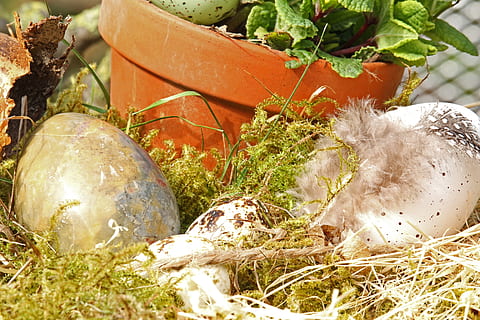 Ostereier, Osternest, Ostern, Ei, Osterdekoration, Osterthema, Frühling, Osterdekorationen, Ostergrüße, Grußkarte, Osterhase, osterkorb, Ostergruß, Dekoration, osterkarte, Blumentopf, Terrakottatopf, dekorativ, Ostergras, Pflanze, Natur, keine Leute, Tag, Wachstum, Gras, Nahansicht, Land, selektiver Fokus, Tier, Gemüse, grüne Farbe, draußen, Lebensmittel, High Angle View, Feld, Tierthemen, Wirbeltier, Essen und Trinken, Verletzlichkeit, 5K, CC0, gemeinfrei, lizenzfrei
