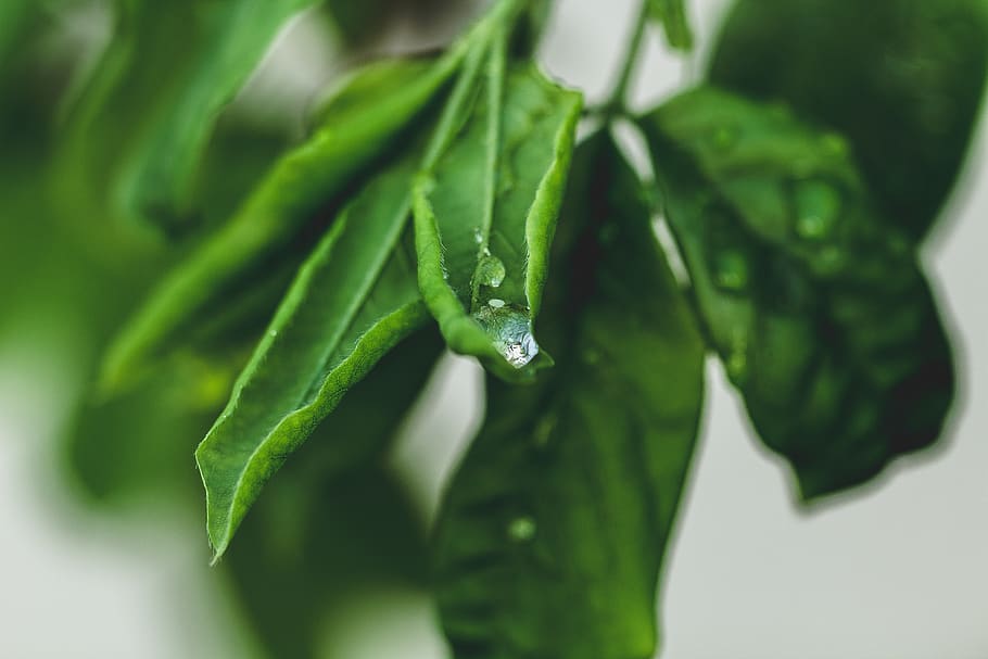 Alemanya, lich, eberstadt, macro, verd, tirar, focus, planta, aigua, primer pla, color verd, vegetals, menjar, menjar i beguda, frescor, part de la planta, full, creixement, cap gent, alimentació saludable, centrar-se en primer pla, pebre, naturalesa, benestar, espècia, dia, agricultura, pebrot picant, 5K